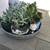 A tray of ghost plant succulents in 6 cute mini ceramic pots 1 thumbnail