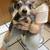 Chiweenie Puppies 1 thumbnail