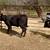 3 Brangus heifers GENTLE 18 thumbnail