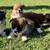 Corgi’s 3 thumbnail