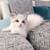 Ragdoll Siamese Mix Kittens! 2 thumbnail