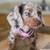 DachshundPuppLoves (917 (three)23-4727) Text Me 2 thumbnail