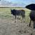 Zebu bull calf 3 thumbnail