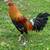 Rooster/gallo 5 thumbnail
