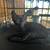 Barn Kittens 8 week -5 months 3 thumbnail