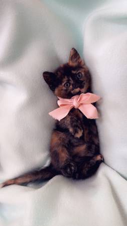 Kittens available (Vancouver)63842373751809124