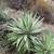 Agave angustifolia ///// Caribbean Agave --- 5 gallon 13 thumbnail