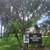 LICENSED TREE SERVICE-TREE TRIMMING-TREE & HEDGE REMOVAL-PROPERTY CLEARING 17 thumbnail