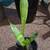 5 Assorted Houseplants 8 thumbnail