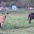 Lamb ewe 3 thumbnail