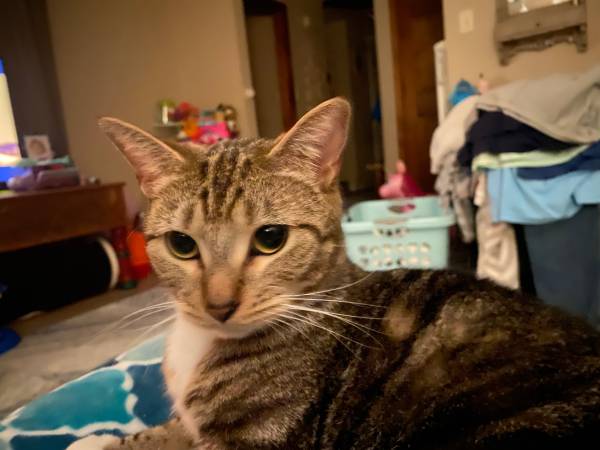 Kitty necesita un nuevo hogar para siempre. (Gilford)63843456259075121