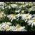 Alaska Shasta Daisy Seeds 2 thumbnail