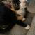 beautiful Kittens Needs Rehoming 2 thumbnail