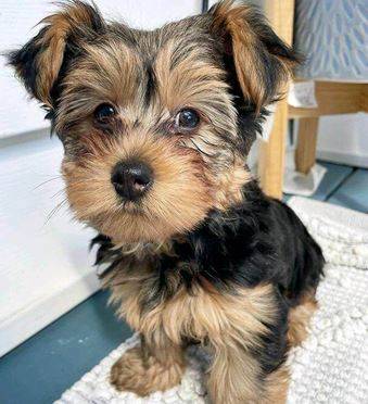 amazingDOG yorkie 1
