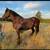 Broke Percheron Draft Gelding 3 thumbnail
