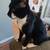 Rehoming cat 2 thumbnail