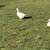 2 embden geese 1 thumbnail