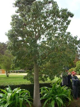 Australian Bottle Trees 1