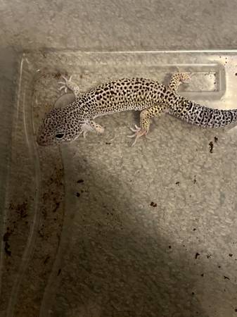 Leopard gecko63682104503937123