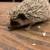 Healthy Baby Hedghogs 21 thumbnail