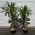 Madagascar Palm ///// PACHYPODIUM lamerei 7 thumbnail