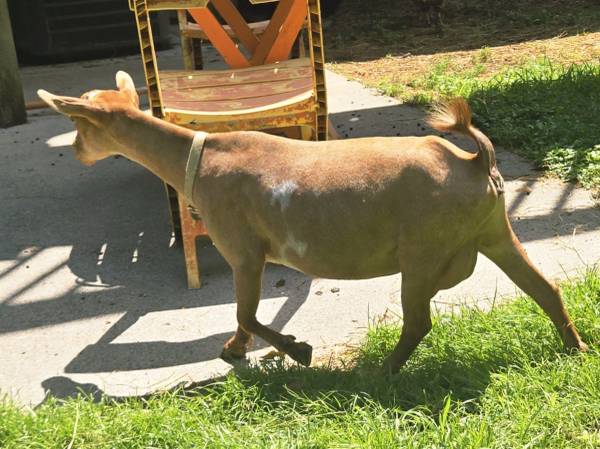 ADGA Nigerian Dwarf Starter Herd - $600 (Sevierville)63441377855361124