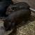 Reduced - Kune kune piglets 3 thumbnail