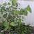 Various trees 2 thumbnail