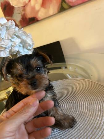 *** TEA CUP YORKIES **** (DOWNEY)63656443970817124