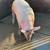 Pig 2 thumbnail