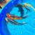 Koi Fish 1 thumbnail