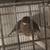 Canaries 7 thumbnail
