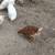 Chicken pullets 5 thumbnail