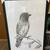 NEW:: Quality Framed Bird Etching :: 24” x 36” :: 2 thumbnail