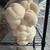 GROW BLOCK - Lions Mane Mushroom / 10lb Grow Block 1 thumbnail