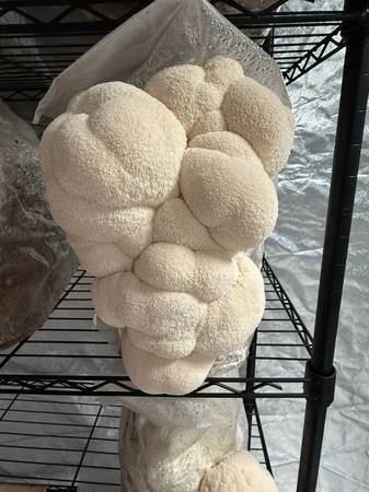 GROW BLOCK - Lions Mane Mushroom / 10lb Grow Block 1