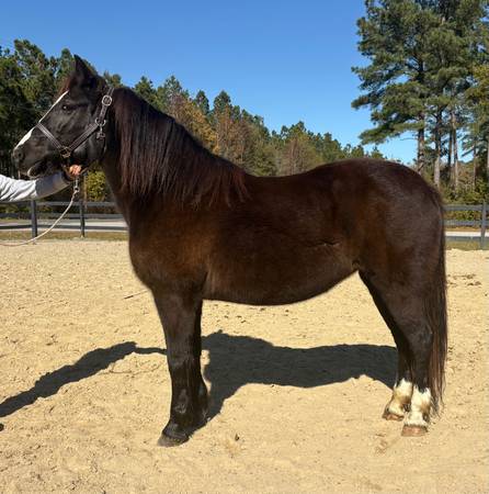 Black haflinger cross 1