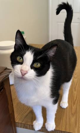 Candace ~ 1 y.o. Super Friendly B&W Tuxedo Cat Available to Adopt (san mateo)63995016385154122