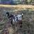 Boer Buckling Goat 4 thumbnail