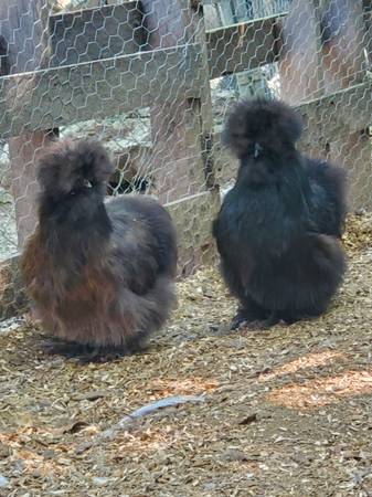 Adult Silkie Hens & Silkie Roosters - $10 (Clinton)62947920236675122
