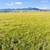 Over 20 Acres for Sale! 14 thumbnail