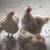 Chicken Coop & chickens 3 thumbnail