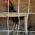 Roosters 1 thumbnail