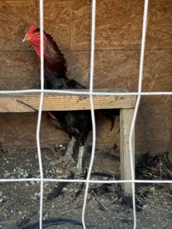Roosters 1