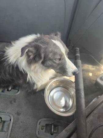 Se encontró un macho australiano63348383172099120