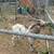 Tennessee Fainting Female Goat 20 thumbnail