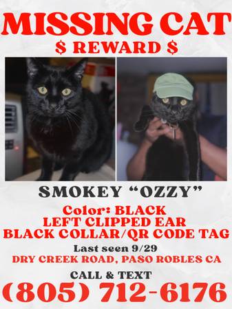 MISSING BLACK CAT REWARD IF FOUND 1