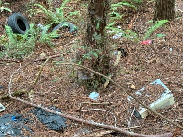 Garbage in the woods (Freshwater)63407254940289121