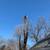 Tree removal, Tree Trimming, Tree Service 3 thumbnail