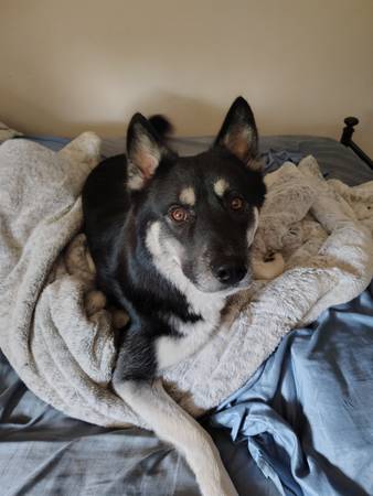 Husky en adopción (Kent)63443593177475123